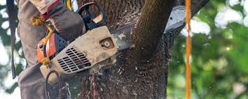 Best Tree Disease Treatment  in Deep River Center, CT