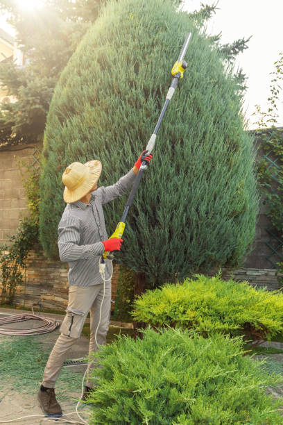 Best Lawn Pest Prevention  in Deep River Center, CT